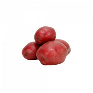 Pomme de terre Cheyenne