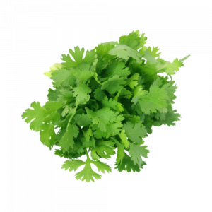 Bouquet de coriandre